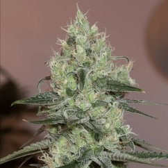 Silent Seeds Classic Cannabis Seeds Original Amnesia Θηλυκοποιημένοι