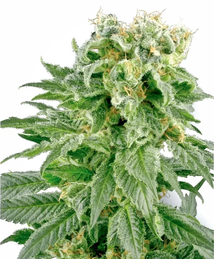 Sensi Seeds Cannabis Seeds Double Gum Regular von White Label, 10 Stk.