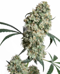Sensi Seeds Cannabis Seeds Ed Rosenthal Super Bud® Regular, 10 Stk.