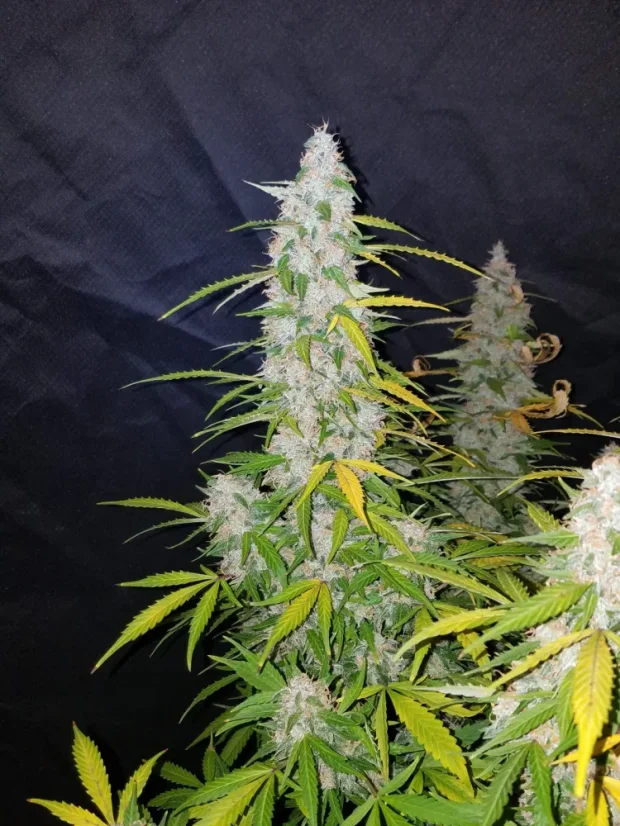 Fast Buds Cannabis Seeds Californian Snow Auto