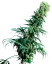 Sensi Seeds Cannabis Seeds Early Pearl® Regular, 10 Stk.