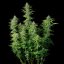 Royal Queen Seeds Semená konope Northern Light Auto