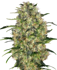 Sensi Seeds Cannabis Seeds Black Domina® Regular, 10 Stk.