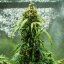 Royal Queen Seeds Cannabisfrön Royal Dwarf Auto