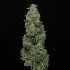 Doctor´s Choice Seeds Chronic Fast F1 BX Regular