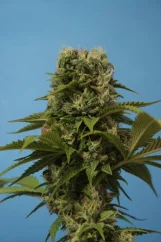 T.H.Seeds™ Cannabis Seeds Wreckage, diverse verpakkingen, regular