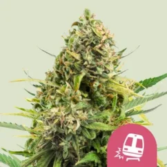 Royal Queen Seeds Hanfsamen Trainwreck Feminisiert