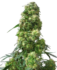Sensi Seeds Cannabis Seeds Early Skunk® Regular, 10 Stk.