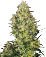 Sensi Seeds Cannabis Shiva Skunk® Regular, 10 Stk.