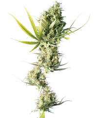 Sensi Seeds Cannabis Seeds Durban® Regular, 10 Stk.