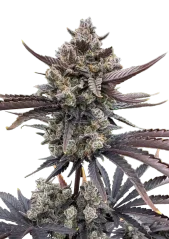 Fast Buds Nasiona konopi Banana Purple Punch Auto RF3