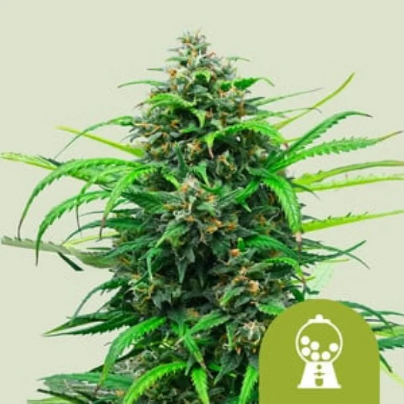 Royal Queen Seeds Cannabis Seeds Pink Runtz Auto