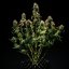 Royal Queen Seeds Cannabis Frø Purple Punch Auto
