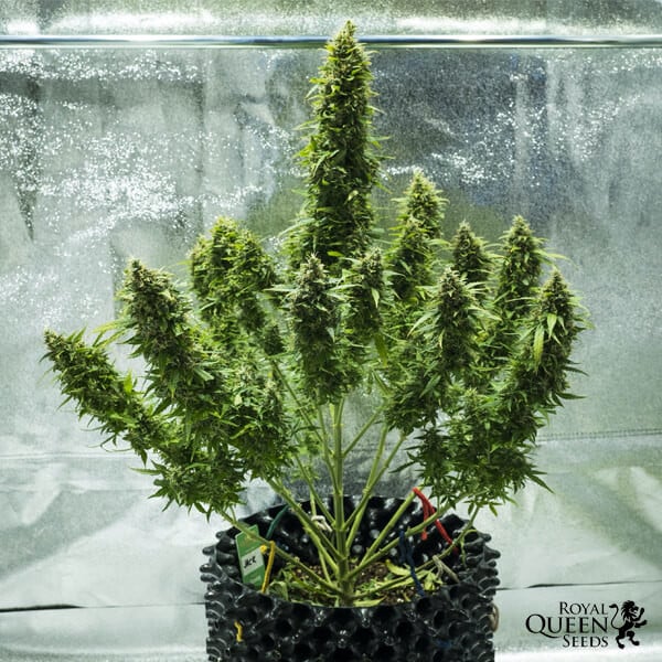Royal Queen Seeds Cannabis Seeds Royal Jack Auto