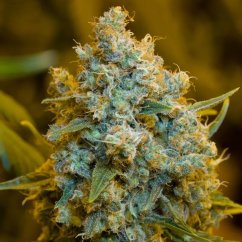 Silent Seeds Classic Cannabis Seeds Critical Jack Feminisiert