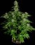 Royal Queen Seeds Cannabisfrön Hyperion F1 Auto