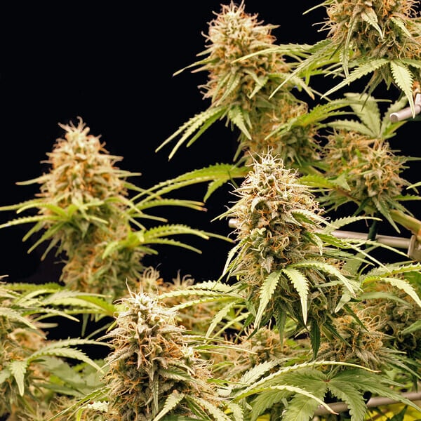 Semințe de canabis Royal Queen Seeds Amnesia Haze Auto