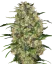 Sensi Seeds Cannabis Seeds Black Domina® Regular, 10 Stk.