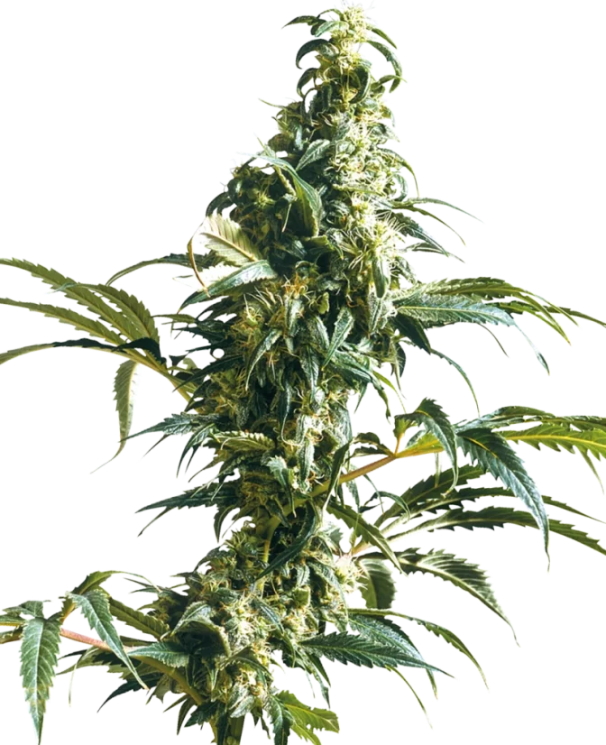 Sensi Seeds Cannabis Seeds Mexican Sativa® Regular, 10 Stk.