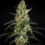 Royal Queen Seeds Semi di Cannabis Hulkberry Auto