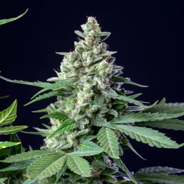 Royal Queen Seeds Cannabis Seeds Easy Bud Auto