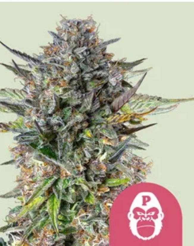Royal Queen Seeds Cannabis Seeds Pink Gorilla Feminized