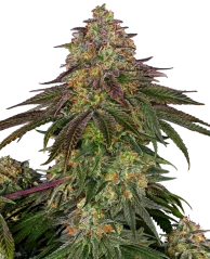 Sensi Seeds Cannabis Seeds Sweet Cherry Kush® Feminized, 3-10 db