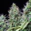 Semințe de canabis Royal Queen Seeds Amnesia Haze Auto