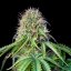 Royal Queen Seeds Семена от канабис Royal CBG Auto (High CBD)