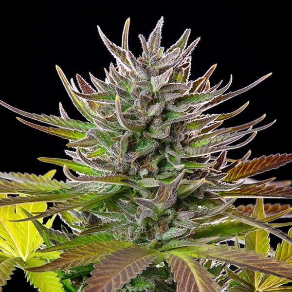 Royal Queen Seeds Cannabis Seeds AMG Feminizuotos