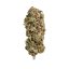 Royal Queen Seeds Cannabis Seeds AMG Feminizuotos