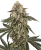Sensi Seeds Cannabis Seeds Sunset Peach Feminiseeritud