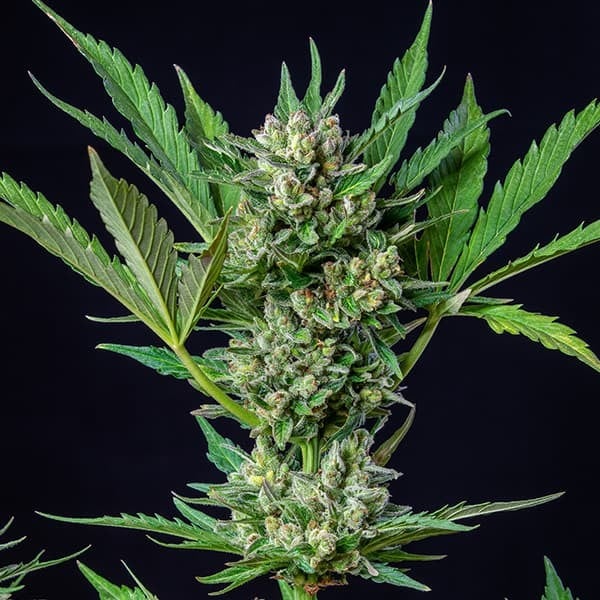 Royal Queen Seeds Cannabisfrön Royal Dwarf Auto