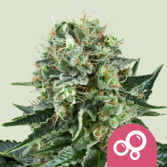 Semințe de Cannabis Royal Queen Seeds Bubble Kush Feminized