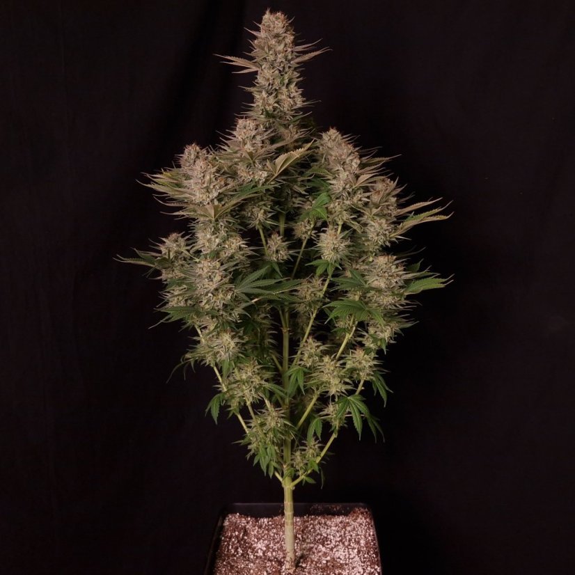 Doctor´s Choice Seeds Chronic Fast F1 BX Regular