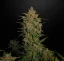 Fast Buds Cannabis Seeds Lemon AK Auto