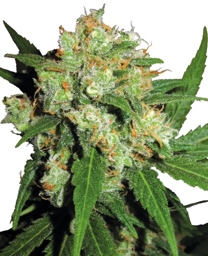 Sensi Seeds Cannabis Seeds Sensi Skunk® Feminized, 3-25 pcs