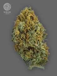 The Bulldog Seeds TB Skittlez Auto, 3 ir 5 vnt.