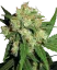 Sensi Seeds Cannabis Seeds Sensi Skunk® Feminized, 3-25 pcs