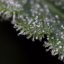 Silent Seeds Cannabis Seeds Lemon Tree Fast By Lemon Tree Feminized