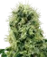Sensi Seeds Cannabis Seeds Pure Power Plant Feminisiert von White Label, 3-10 Stk.