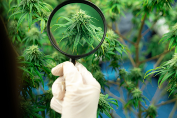 Cannabis under the magnifying glass, what is THCB