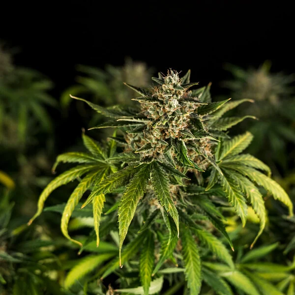 Royal Queen Seeds Cannabis Samen Green Gelato Auto