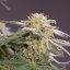 Silent Seeds Cannabis Seeds Lemon Tree Fast By Lemon Tree Feminized