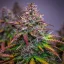 Royal Queen Seeds Semillas de Cannabis Bubble Kush Auto
