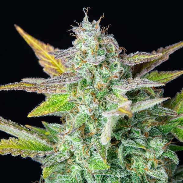 Royal Queen Seeds Graines de Cannabis Quick One Auto