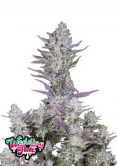 Fast Buds Cannabis Seeds Wedding Glue Auto