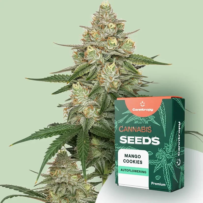 Canntropy Seeds Mango Cookies (Feminizirana)