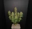 Fast Buds Cannabis Seeds Lemon AK Auto