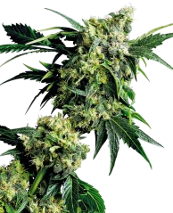 Sensi Seeds Cannabis Samen Mr Nice G13 X Hash Plant® Regular, 10 Stk.